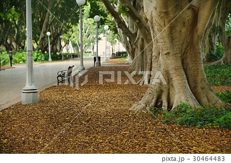 Park avenue with large trees 30464483