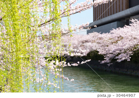 岡崎・桜回廊 岡崎・桜回廊 30464907