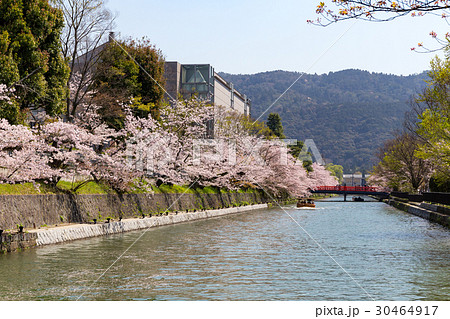 岡崎・桜回廊 30464917