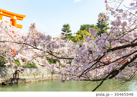 岡崎・桜回廊 30465046
