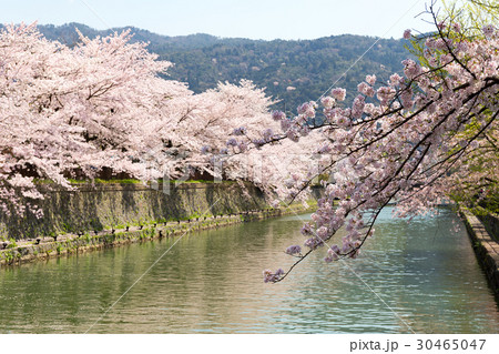 岡崎・桜回廊 岡崎・桜回廊 30465047