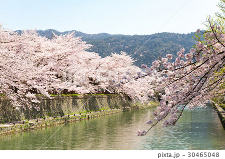 岡崎・桜回廊 岡崎・桜回廊 30465048