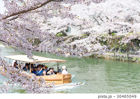 岡崎・桜回廊 岡崎・桜回廊 30465049