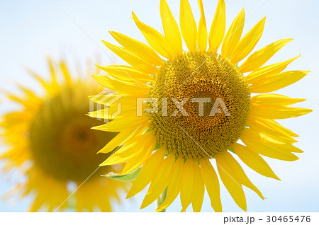 大洲市のひまわり 真夏の太陽を浴びての写真素材