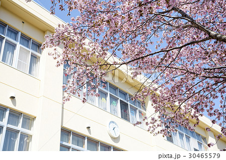 校舎と桜の写真素材