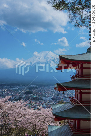 新倉山浅間公園五重塔と富士山と桜 30465620