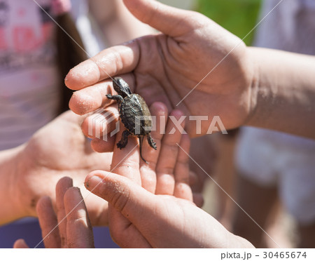 Hand of children holding cute newborn baby turtle Hand of children holding cute newborn baby turtle 30465674