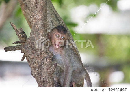 可愛いサル 可愛いサル 30465697