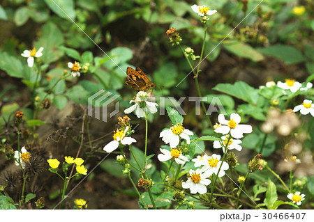 セセリチョウ セセリ セセリチョウ科 30466407