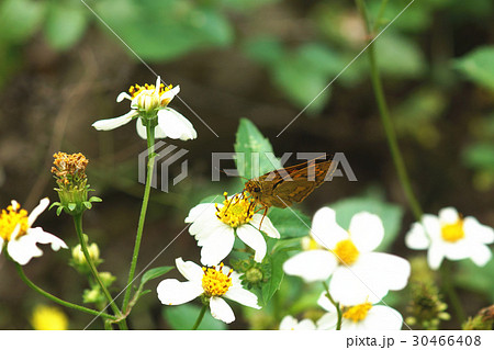 セセリチョウ セセリ セセリチョウ科 30466408