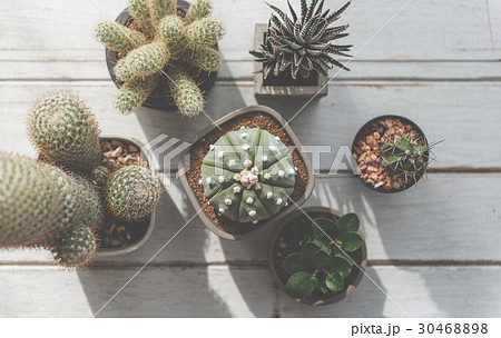 Plant Cactus Houseplant Nature Concept Plant Cactus Houseplant Nature Concept 30468898