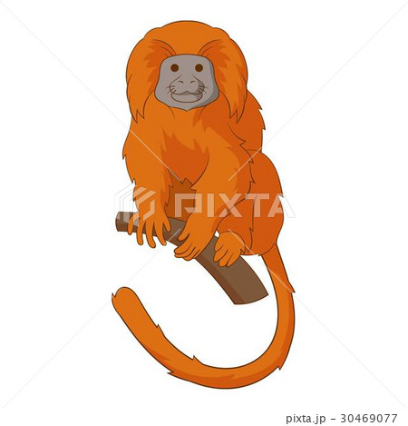 Golden lion tamarin icon, cartoon style 30469077