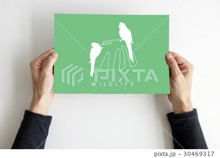 Animal Wildlife Word with Parrot Graphic Animal Wildlife Word with Parrot Graphic 30469317
