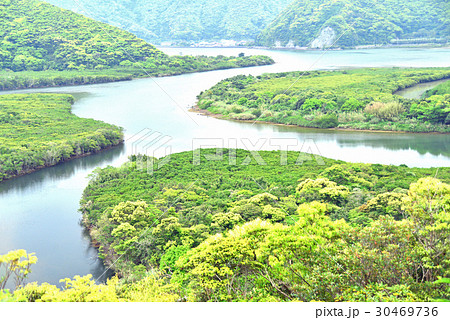 マングローブの原生林 30469736