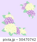 あじさいの花のイラスト 30470742