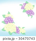 あじさいの花のイラスト 30470743
