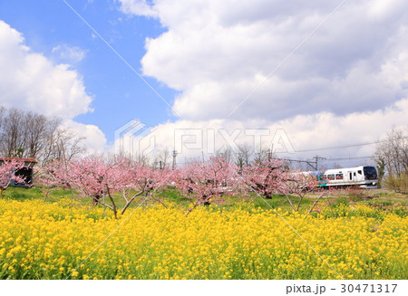 新府桃源郷と特急あずさ 30471317