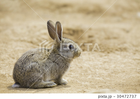 茶色のウサギの写真素材