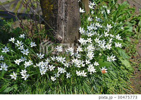 オオアマナ(大甘菜) オオアマナ(大甘菜) 30475773