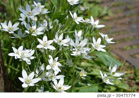 オオアマナ（大甘菜） 30475774