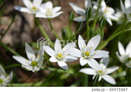 オオアマナ(大甘菜) オオアマナ(大甘菜) 30475887