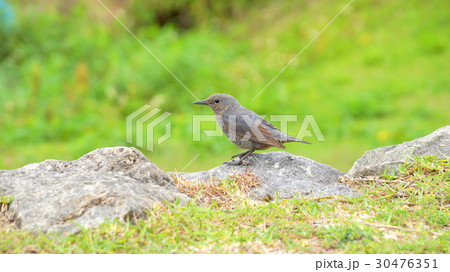 イソヒヨドリのメス 30476351