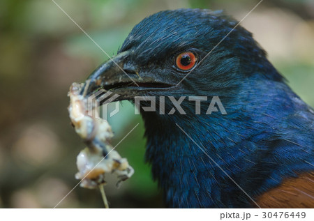 Greater Coucal bird (Centropus sinensis) 30476449