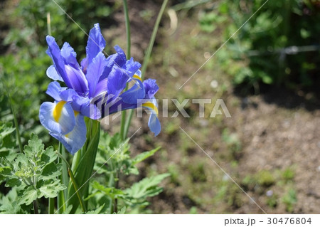 アヤメ 30476804