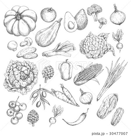 Vector sketch isolated vegetables or veggies icons 30477007