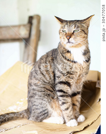 猫 ねこ ネコ 30477058