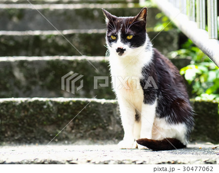 猫 ねこ ネコ 30477062