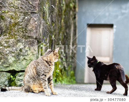 猫 ねこ ネコ 30477080