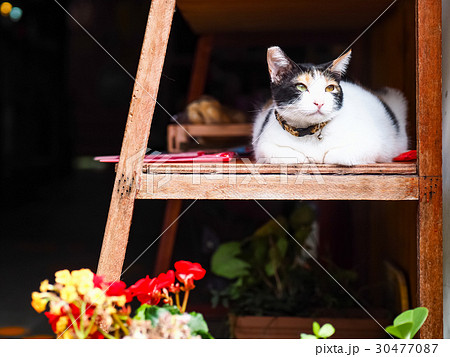 猫 ねこ ネコ 30477087