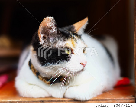 猫 ねこ ネコ 30477117