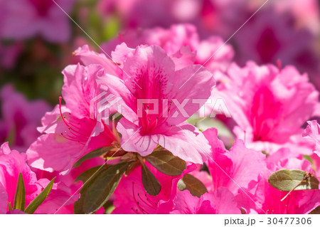 満開のつつじ 30477306