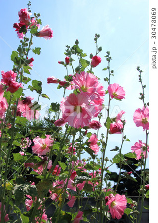 初夏に咲く立葵 30478069