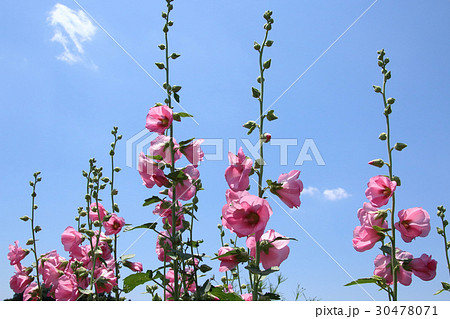 初夏に咲く立葵 30478071