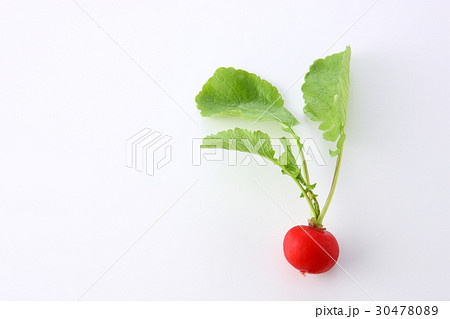 ラディッシュ 30478089