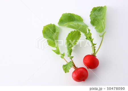 ラディッシュ 30478090