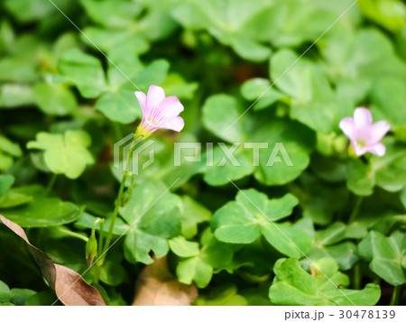 オキザリス ミヤマカタバミ カタバミ属 30478139