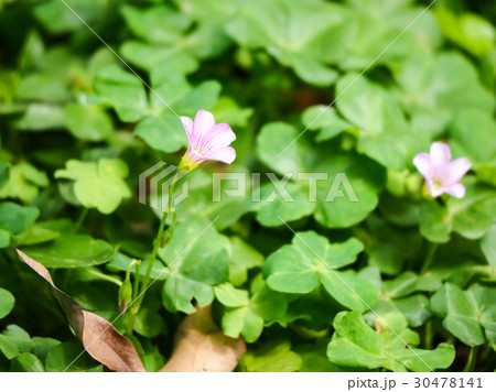 オキザリス ミヤマカタバミ カタバミ属 30478141