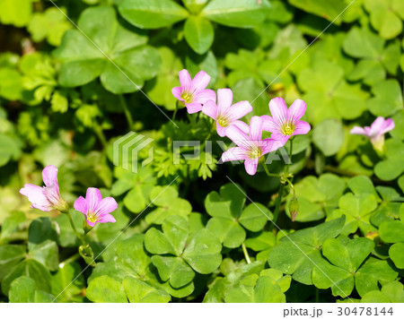 オキザリス ミヤマカタバミ カタバミ属 30478144
