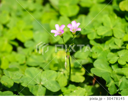 オキザリス ミヤマカタバミ カタバミ属 30478145