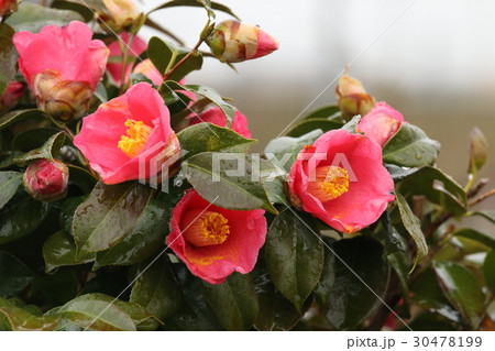 ツバキ 30478199