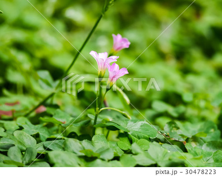 オキザリス ミヤマカタバミ カタバミ属 30478223