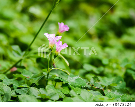 オキザリス ミヤマカタバミ カタバミ属 30478224