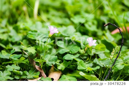 オキザリス ミヤマカタバミ カタバミ属 30478226