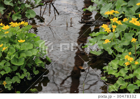 居谷里湿原のリュウキンカ 30478332