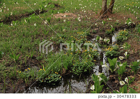 居谷里湿原のミズバショウ 居谷里湿原のミズバショウ 30478333