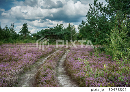 The heather flowers landscape. Ukrainian nature The heather flowers landscape. Ukrainian nature 30478395